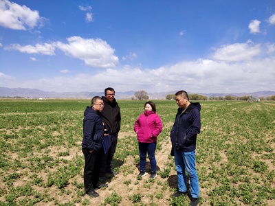 呼和浩特市農牧局飼料飼草科與呼和浩特市農牧技術推廣中心飼料飼草技術科赴土左旗、和林縣查看飼草種植情況
