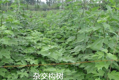 養豬用禾本科牧草、飼料苧麻、構樹、飼料桑樹哪種牧草品種更好?