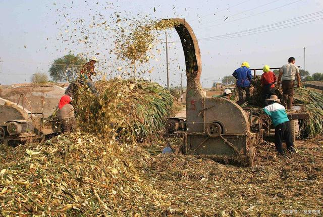 哪些植物適合制作喂羊青貯飼料?5步驟3優(yōu)點(diǎn),揭開(kāi)青貯飼料面紗