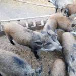 沙棘僧專業(yè)生態(tài)免疫科配飼料