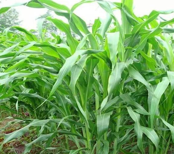 青綠多汁飼料的營養(yǎng)特點有哪些