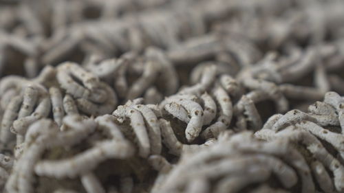 向新突圍 絲耀東方飼料科技創(chuàng)新之路