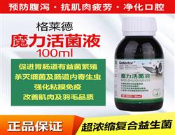 鴿飼料、鴿用品與鴿籠具企業(yè)展示平臺(tái) 探索中國(guó)鴿業(yè)大全