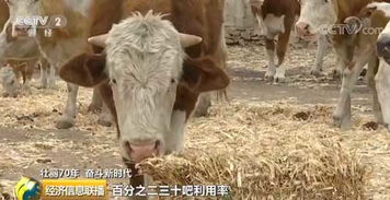 選優品種改進飼料 圈養牛羊效益好