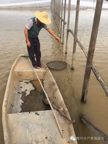 南美白對(duì)蝦養(yǎng)殖戶如何科學(xué)喂料，實(shí)現(xiàn)高效養(yǎng)殖