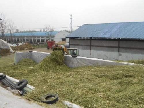 青貯飼料制作的黃金期 掌握關(guān)鍵技術(shù)，成就優(yōu)質(zhì)飼料